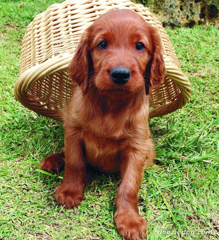 irish setter puppies for sale