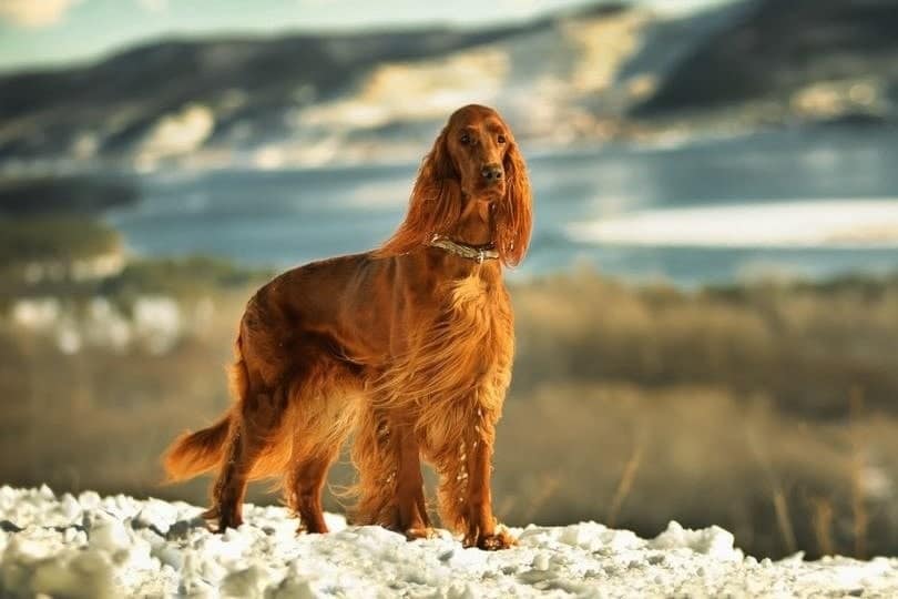 buy irish setter puppies